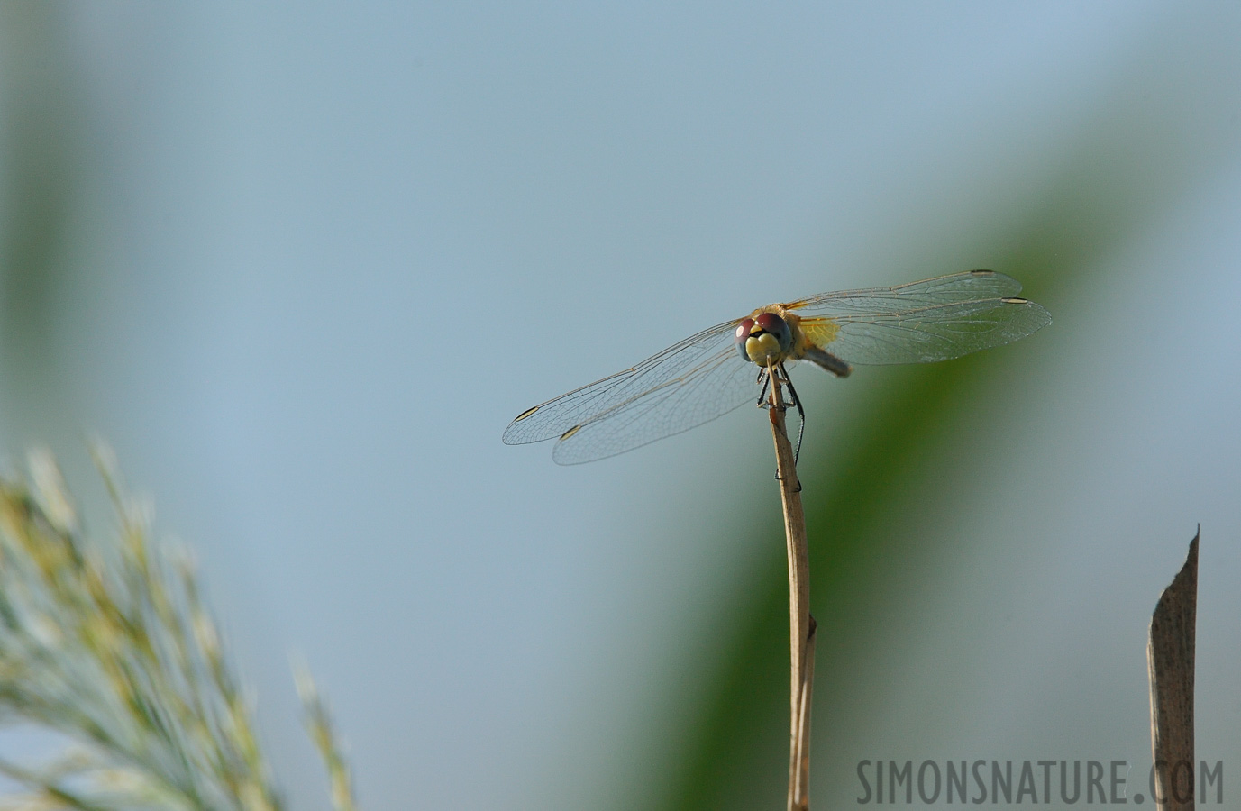 Crocothemis erythraea [550 mm, 1/2500 Sek. bei f / 10, ISO 1600]